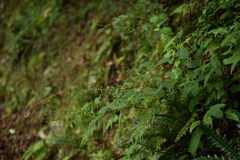 Scrophularia yoshimurae