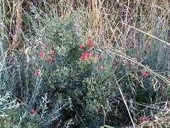 Osyris alba