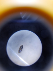 Anthocoridae