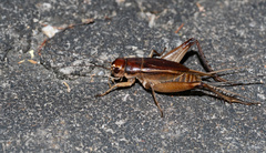 Teleogryllus mitratus
