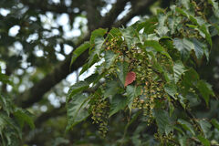 Acer morrisonense