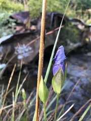 Gentianopsis crinita