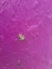 Menemerus bivittatus