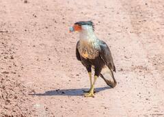 Caracara plancus cheriway