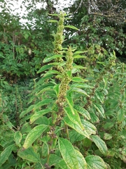 Parietaria officinalis