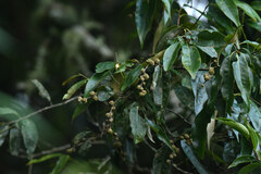 Castanopsis carlesii