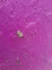 Menemerus bivittatus