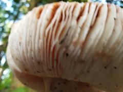 Russula grata