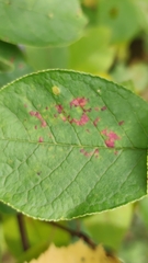 Pucciniastrum areolatum
