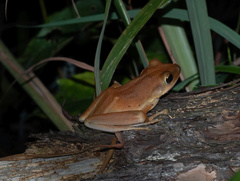 Polypedates megacephalus