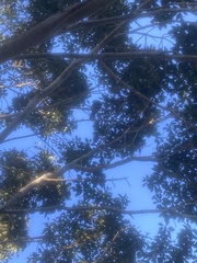 Ptilinopus magnificus