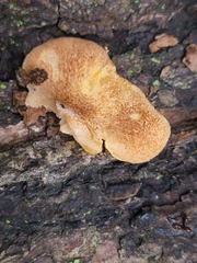 Crepidotus crocophyllus