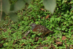 Bambusicola sonorivox