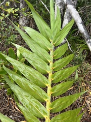 Flagellaria neocaledonica