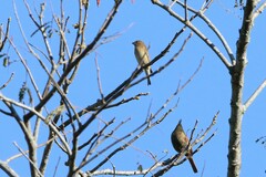 Carpodacus erythrinus