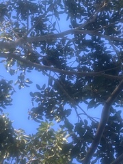 Ptilinopus magnificus