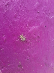 Menemerus bivittatus