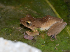 Polypedates megacephalus