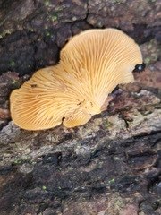 Crepidotus crocophyllus