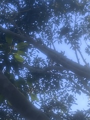 Ptilinopus magnificus