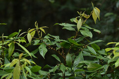 Actinodaphne mushaensis