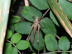 Mecopoda elongata