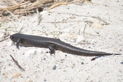 Egernia kingii