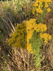 Euthamia caroliniana