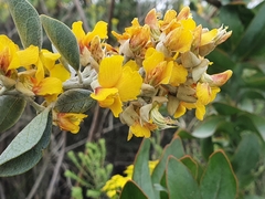 Stirtonanthus taylorianus