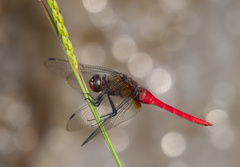 Orthetrum chrysis