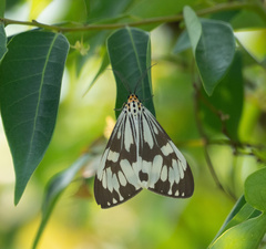 Nyctemera adversata