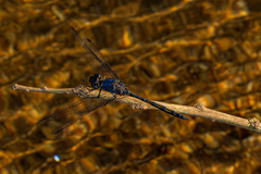 Trithemis aconita