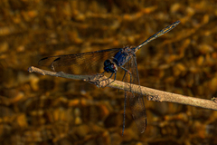 Trithemis aconita