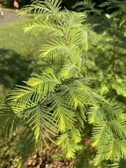 Metasequoia