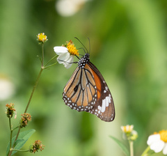 Danaus genutia