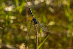 Trithemis aconita
