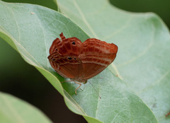 Abisara echerius