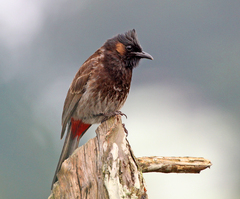 Pycnonotus cafer