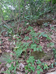 Spuriopimpinella calycina