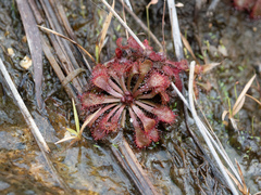 Drosera spatulata