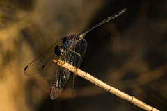Trithemis aconita