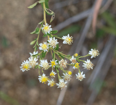 Aster baccharoides