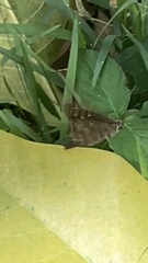 Thorybes dorantes dorantes