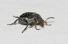 Bruchus atomarius