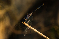 Trithemis aconita