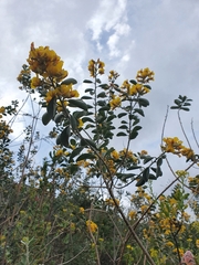 Stirtonanthus taylorianus