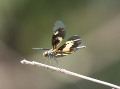 Rhyothemis variegata