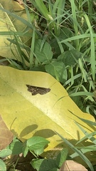 Thorybes dorantes dorantes