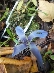 Gentianopsis ciliata