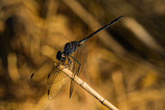 Trithemis aconita